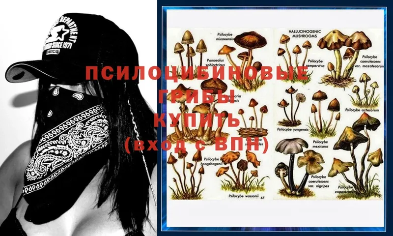 Псилоцибиновые грибы Psilocybe  Пушкино 